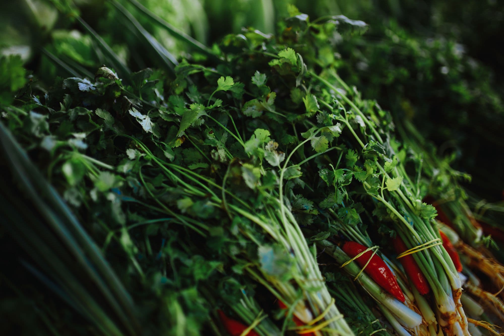 Fresh coriander, spring onions and red chillies on a dark surface